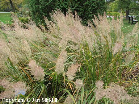 Timanttikastikka, diamantgr&auml;s, Calamagrostis brachytricha